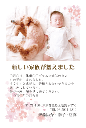 出産報告はがき写真デザイン見本（桜・さくら）１